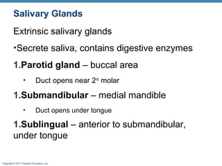Salivary Glands
Extrinsic salivary glands
•Secrete saliva, contains digestive enzymes
1.Parotid gland – buccal area
•

Duct opens near 2nd molar

1.Submandibular – medial mandible
•

Duct opens under tongue

1.Sublingual – anterior to submandibular,
under tongue
Copyright © 2011 Pearson Education, Inc.

 
