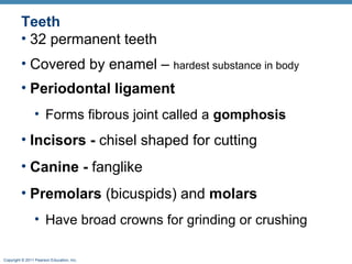 Teeth
• 32 permanent teeth
• Covered by enamel – hardest substance in body
• Periodontal ligament
• Forms fibrous joint called a gomphosis

• Incisors - chisel shaped for cutting
• Canine - fanglike
• Premolars (bicuspids) and molars
• Have broad crowns for grinding or crushing
Copyright © 2011 Pearson Education, Inc.

 