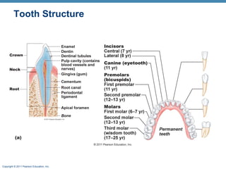 Tooth Structure

Copyright © 2011 Pearson Education, Inc.

 