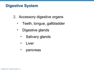 Digestive System
2. Accessory digestive organs
•

Teeth, tongue, gallbladder

•

Digestive glands
•

Salivary glands

•

Liver

•

pancreas

Copyright © 2011 Pearson Education, Inc.

 