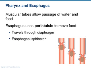 Pharynx and Esophagus
Muscular tubes allow passage of water and
food
Esophagus uses peristalsis to move food
• Travels through diaphragm
• Esophageal sphincter

Copyright © 2011 Pearson Education, Inc.

 