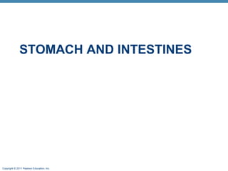 STOMACH AND INTESTINES

Copyright © 2011 Pearson Education, Inc.

 