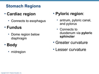 Stomach Regions
• Cardiac region
• Connects to esophagus

• Fundus
• Dome region below
diaphragm

• Body
• midregion

Copyright © 2011 Pearson Education, Inc.

• Pyloric region:
• antrum, pyloric canal,
and pylorus
• Connects to
duodenum via pyloric
sphincter

• Greater curvature
• Lesser curvature

 