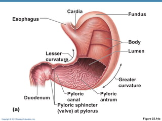 Cardia
Esophagus

Fundus

Body
Lesser
curvature

Lumen

Greater
curvature
Duodenum
(a)
Copyright © 2011 Pearson Education, Inc.

Pyloric
Pyloric
canal
antrum
Pyloric sphincter
(valve) at pylorus
Figure 22.14a

 