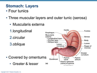 Stomach: Layers
• Four tunics
• Three muscular layers and outer tunic (serosa)
• Muscularis externa
1.longitudinal
2.circular
3.oblique
• Covered by omentums
• Greater & lesser
Copyright © 2011 Pearson Education, Inc.

 