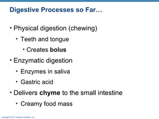 Digestive Processes so Far…
• Physical digestion (chewing)
• Teeth and tongue
• Creates bolus

• Enzymatic digestion
• Enzymes in saliva
• Gastric acid

• Delivers chyme to the small intestine
• Creamy food mass
Copyright © 2011 Pearson Education, Inc.

 