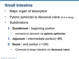 Small Intestine
•

Major organ of absorption

•

Pyloric sphincter to ileocecal valve (2-4 m long)

•

Subdivisions
1. Duodenum : beginning portion
•

connects to stomach via pyloric sphincter

1. Jejunum : intermediate portion(~8ft)
2. Ileum : end portion (~12ft)
•

Connects to large intestine via ileocecal valve

Copyright © 2011 Pearson Education, Inc.

 