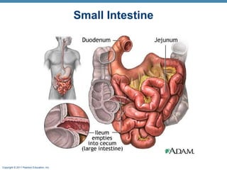 Small Intestine

Copyright © 2011 Pearson Education, Inc.

 