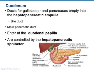 Duodenum
• Ducts for gallbladder and pancreases empty into
the hepatopancreatic ampulla
• Bile duct
• Main pancreatic duct

• Enter at the duodenal papilla
• Are controlled by the hepatopancreatic
sphincter

Copyright © 2011 Pearson Education, Inc.

 