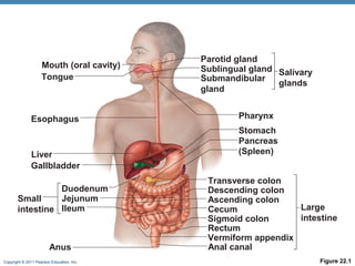 Mouth (oral cavity)
Tongue

Esophagus

Liver
Gallbladder
Duodenum
Jejunum
Small
intestine Ileum

Anus
Copyright © 2011 Pearson Education, Inc.

Parotid gland
Sublingual gland Salivary
Submandibular
glands
gland
Pharynx
Stomach
Pancreas
(Spleen)
Transverse colon
Descending colon
Ascending colon
Large
Cecum
intestine
Sigmoid colon
Rectum
Vermiform appendix
Anal canal
Figure 22.1

 