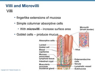 Villi and Microvilli
Villi
• fingerlike extensions of mucosa
• Simple columnar absorptive cells
• With microvilli – increase surface area

• Goblet cells – produce mucus

Copyright © 2011 Pearson Education, Inc.

 