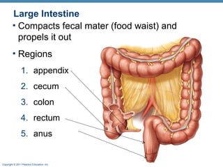 Large Intestine
• Compacts fecal mater (food waist) and
propels it out
• Regions
1. appendix
2. cecum
3. colon
4. rectum
5. anus

Copyright © 2011 Pearson Education, Inc.

 
