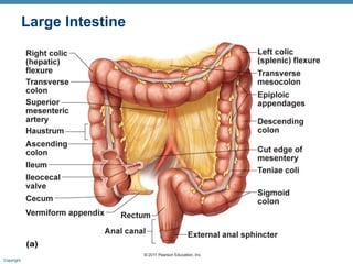 Large Intestine

Copyright © 2011 Pearson Education, Inc.

 