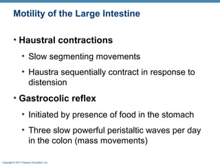 Motility of the Large Intestine
• Haustral contractions
• Slow segmenting movements
• Haustra sequentially contract in response to
distension

• Gastrocolic reflex
• Initiated by presence of food in the stomach
• Three slow powerful peristaltic waves per day
in the colon (mass movements)
Copyright © 2011 Pearson Education, Inc.

 