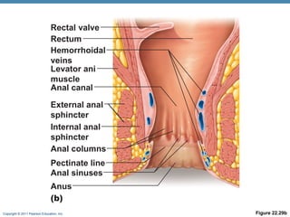 Rectal valve
Rectum
Hemorrhoidal
veins
Levator ani
muscle
Anal canal
External anal
sphincter
Internal anal
sphincter
Anal columns
Pectinate line
Anal sinuses
Anus
(b)
Copyright © 2011 Pearson Education, Inc.

Figure 22.29b

 