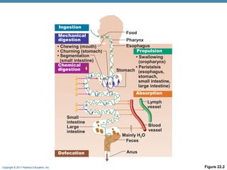 Ingestion
Mechanical
digestion
• Chewing (mouth)
• Churning (stomach)
• Segmentation
(small intestine)
Chemical
digestion

Food
Pharynx
Esophagus
Propulsion
• Swallowing
(oropharynx)
• Peristalsis
Stomach (esophagus,
stomach,
small intestine,
large intestine)
Absorption
Lymph
vessel

Small
intestine
Large
intestine

Defecation
Copyright © 2011 Pearson Education, Inc.

Blood
vessel
Mainly H2O
Feces
Anus
Figure 22.2

 