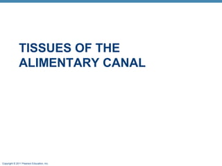 TISSUES OF THE
ALIMENTARY CANAL

Copyright © 2011 Pearson Education, Inc.

 