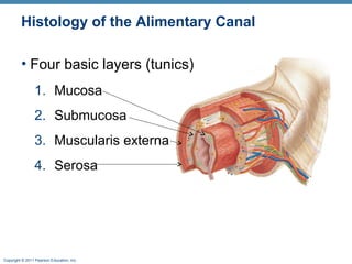 Histology of the Alimentary Canal
• Four basic layers (tunics)
1. Mucosa
2. Submucosa
3. Muscularis externa
4. Serosa

Copyright © 2011 Pearson Education, Inc.

 