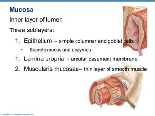 Mucosa
Inner layer of lumen
Three sublayers:
1. Epithelium – simple columnar and goblet cells
•

Secrete mucus and enzymes

1. Lamina propria – areolar basement membrane
2. Muscularis mucosae– thin layer of smooth muscle

Copyright © 2011 Pearson Education, Inc.

 