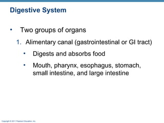 Digestive System
•

Two groups of organs
1. Alimentary canal (gastrointestinal or GI tract)
•

Digests and absorbs food

•

Mouth, pharynx, esophagus, stomach,
small intestine, and large intestine

Copyright © 2011 Pearson Education, Inc.

 