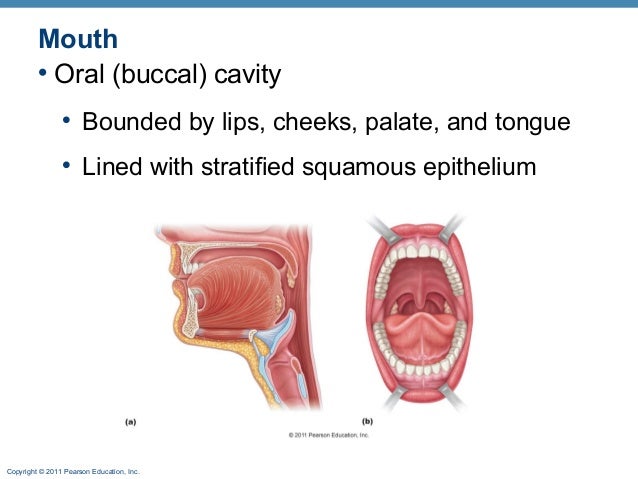 How long does it take for gum to digest?