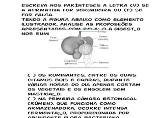Escreva nos parênteses a letra (V) se a afirmativa for verdadeira ou (F) se for falsa. Tendo a figura abaixo como elemento ilustrador, analise as proposições apresentadas com relação à digestão nos ruminantes. ( ) Os ruminantes, entre os quais citamos bois e cabras, durante várias horas do dia apenas cortam os vegetais e os engolem sem mastigação. ( ) Na primeira câmara estomacal (rúmen), que funciona como armazenadora, ocorre intensa fermentação, proporcionada por abundante flora bacteriana. 