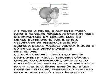 ( ) Pouco a pouco, o alimento passa para a segunda câmara (retículo) onde é compactado em massas mais ou menos esféricas e, por inversão voluntária do peristaltismo do esôfago, essas massas voltam à boca e só então são demoradamente mastigadas. ( ) Numa segunda deglutição, passa diretamente para a terceira câmara (omaso ou coagulador), onde atua o suco gástrico digerindo os alimentos e parte das bactérias simbiônticas que digerem celulose, passando o alimento para a quarta e última câmara – o abomaso. ( ) É no abomaso (folhoso) que termina a digestão e onde ocorre intensa ação mecânica e continua a fermentação. 