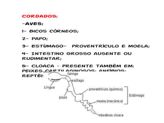 Cordados :  Aves:   1- Bicos córneos; 2- Papo; 3- Estômago-  proventrículo e moela; 4- Intestino Grosso ausente ou rudimentar; 5- Cloaca – presente também em: peixes cartilaginosos; anfíbios; reptéis. 