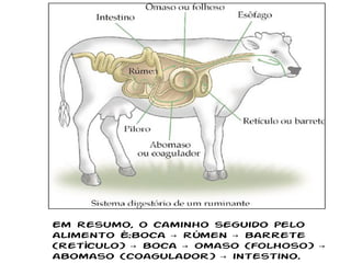 Em resumo, o caminho seguido pelo alimento é:boca -> rúmen -> barrete (retículo) -> boca -> omaso (folhoso) -> abomaso (coagulador) -> intestino. 