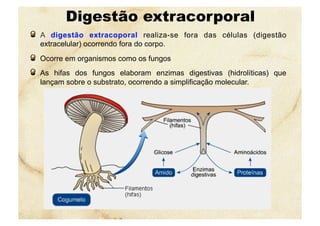 Digestão extracorporal
  A digestão extracoporal realiza-se fora das células (digestão
extracelular) ocorrendo fora do corpo.
  Ocorre em organismos como os fungos
  As hifas dos fungos elaboram enzimas digestivas (hidrolíticas) que
lançam sobre o substrato, ocorrendo a simplificação molecular.
 