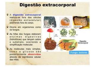Digestão extracorporal
  A digestão extracoporal
realiza-se fora das células
( d i g e s t ã o e x t r a c e l u l a r )
ocorrendo fora do corpo.
  Ocorre em organismos como
os fungos.
  As hifas dos fungos elaboram
e n z i m a s d i g e s t i v a s
(hidrolíticas) que lançam sobre
o substrato, ocorrendo a
simplificação molecular.
  As moléculas mais simples,
c o m o a g l i c o s e s ã o
posteriormente absorvidas
através da membrana celular
das hifas.
Fungo: bolores
 