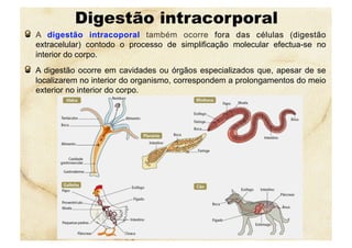 Digestão intracorporal
  A digestão intracoporal também ocorre fora das células (digestão
extracelular) contodo o processo de simplificação molecular efectua-se no
interior do corpo.
  A digestão ocorre em cavidades ou órgãos especializados que, apesar de se
localizarem no interior do organismo, correspondem a prolongamentos do meio
exterior no interior do corpo.
 