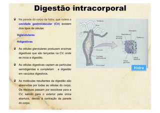 Digestão intracorporal
  Na parede do corpo da hidra, que rodeia a
cavidade gastrovascular (CV) existem
dois tipos de células:
 glandulares
 digestivas
  As células glandulares produzem enzimas
digestivas que são lançadas na CV, onde
se inicia a digestão.
  As células digestivas captam as partículas
semidigeridas e completam a digestão
em vacúolos digestivos.
  As moléculas resultantes da digestão são
absorvidas por todas as células do corpo.
Os resíduos passam por exocitose para a
CV, saindo para o exterior pela única
abertura, devido à contração da parede
do corpo.
Hidra
 