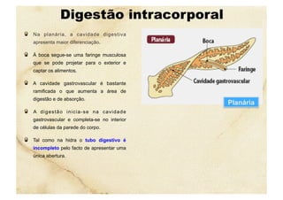 Digestão intracorporal
  Na planária, a cavidade digestiva
apresenta maior diferenciação.
  À boca segue-se uma faringe musculosa
que se pode projetar para o exterior e
captar os alimentos.
  A cavidade gastrovascular é bastante
ramificada o que aumenta a área de
digestão e de absorção.
  A digestão inicia-se na cavidade
gastrovascular e completa-se no interior
de células da parede do corpo.
  Tal como na hidra o tubo digestivo é
incompleto pelo facto de apresentar uma
única abertura.
Planária
 