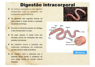 Digestão intracorporal
1 Minhoca
  Na minhoca, apresenta um tubo digestivo
diferenciado onde os alimentos são
processados sequencialmente.
  Os alimentos são ingeridos através da
boca graças à sução devida à contração
da parede da faringe.
  Da boca os alimentos passam ao esófago
e são armazenados no papo.
  Do papo passam à moela onde são
triturados devido às contrações das suas
paredes musculosas.
  No intestino ocorre a hidrólise das
moléculas complexas em moléculas
simples devido à ação enzimática.
  No intestino corre a absorção que é
bastante eficaz devido à existência de
uma prega dorsal na parede interna
(tiflosole)
 