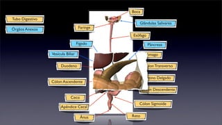 Boca
Tubo Digestivo
                                                 Glândulas Salivares
Órgãos Anexos                       Faringe
                                              Esôfago
                                   Fígado               Pâncreas

                 Vesícula Biliar                     Estômago

                      Duodeno                         Cólon Transverso

                                                     Intestino Delgado
                 Cólon Ascendente
                                                     Cólon Descendente
                             Ceco
                                                 Cólon Sigmoide
                      Apêndice Cecal

                                     Ânus     Reto
 