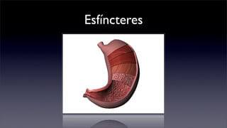 Esfíncteres
 