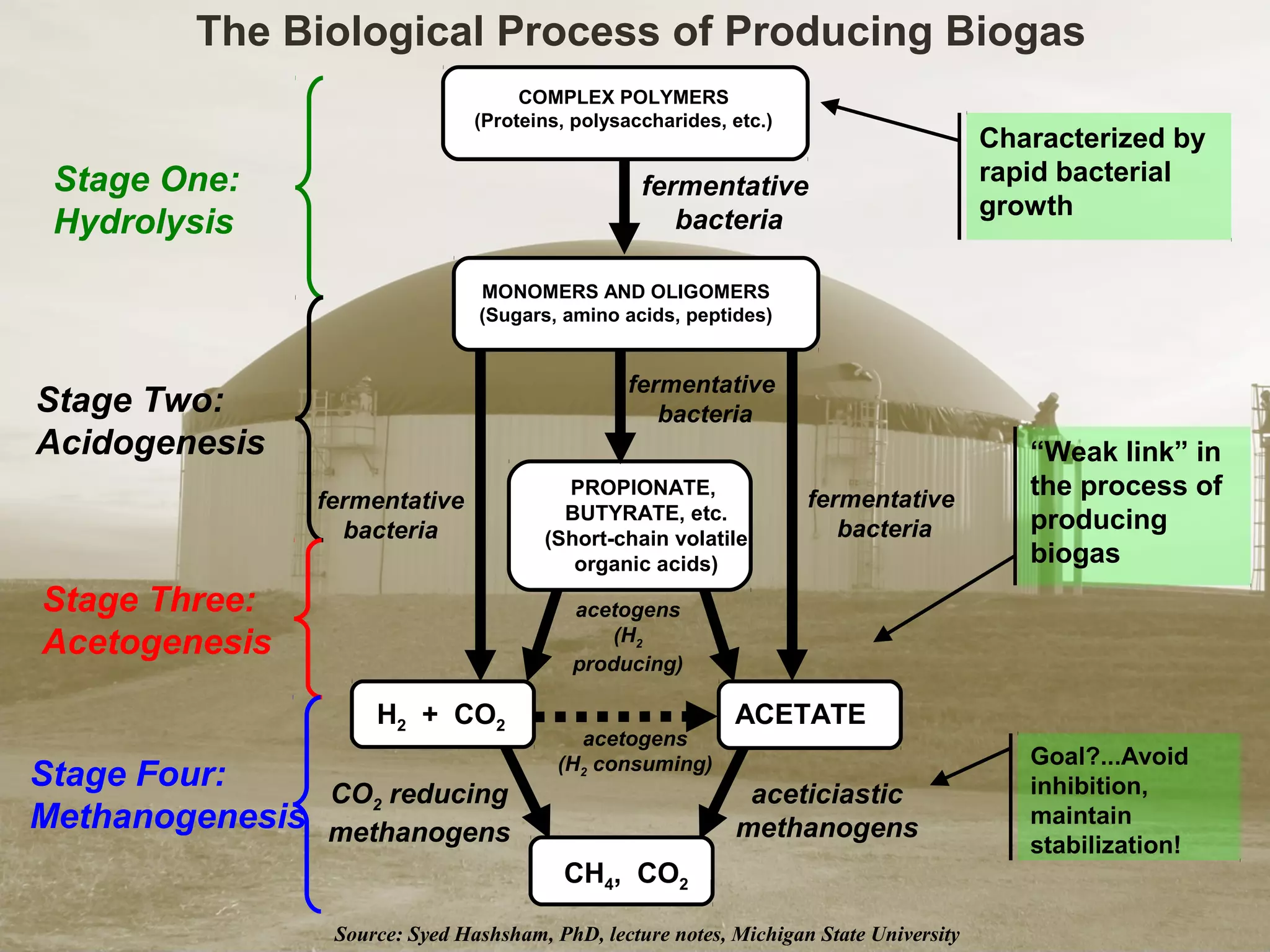 Characterized by
rapid bacterial
growth
“Weak link” in
the process of
producing
biogas
Goal?...Avoid
inhibition,
maintain
stabilization!
Stage Three:
Acetogenesis
Stage One:
Hydrolysis
Stage Two:
Acidogenesis
Stage Four:
Methanogenesis
CO2 reducing
methanogens
aceticiastic
methanogens
acetogens
(H2
producing)
fermentative
bacteria
fermentative
bacteria
PROPIONATE,
BUTYRATE, etc.
(Short-chain volatile
organic acids)
fermentative
bacteria
fermentative
bacteria
COMPLEX POLYMERS
(Proteins, polysaccharides, etc.)
MONOMERS AND OLIGOMERS
(Sugars, amino acids, peptides)
acetogens
(H2 consuming)
H2 + CO2 ACETATE
CH4, CO2
Source: Syed Hashsham, PhD, lecture notes, Michigan State University
The Biological Process of Producing Biogas
 