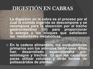 DIGESTIÓN EN CABRAS     La digestión en la cabra es el proceso por el cual la comida ingerida se descompone y se recompone para la absorción por el trecho gastrointestinal (GI) para proporcionar la energía y los bloques que satisfacen las  necesidades metabólicas. En la cadena alimenticia, los consumidores primarios son los animales herbívoros. Ellos han desarrollado especialmente pre-estómagos y trechos  GI que los capacitan paras utilizar celulosa y otras formas de polisacáridos de plantas.