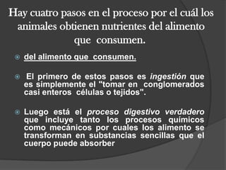 Hay cuatro pasos en el proceso por el cuál los animales obtienen nutrientes del alimento que  consumen.  del alimento que  consumen.  El primero de estos pasos es ingestión que es simplemente el "tomar en  conglomerados casi enteros  células o tejidos".  Luego está el proceso digestivo verdadero que incluye tanto los procesos químicos como mecánicos por cuales los alimento se transforman en substancias sencillas que el cuerpo puede absorber