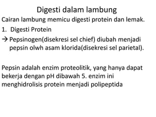 Digesti dalam lambung
Cairan lambung memicu digesti protein dan lemak.
1. Digesti Protein
Pepsinogen(disekresi sel chief) diubah menjadi
pepsin olwh asam klorida(disekresi sel parietal).
Pepsin adalah enzim proteolitik, yang hanya dapat
bekerja dengan pH dibawah 5. enzim ini
menghidrolisis protein menjadi polipeptida
 