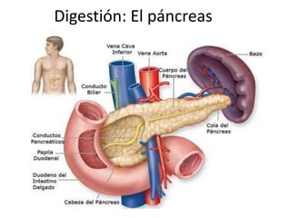 Digestión: El páncreas
 