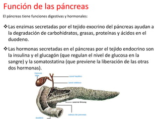 Función de las páncreas
El páncreas tiene funciones digestivas y hormonales:
Las enzimas secretadas por el tejido exocrino del páncreas ayudan a
la degradación de carbohidratos, grasas, proteínas y ácidos en el
duodeno.
Las hormonas secretadas en el páncreas por el tejido endocrino son
la insulina y el glucagón (que regulan el nivel de glucosa en la
sangre) y la somatostatina (que previene la liberación de las otras
dos hormonas).
 