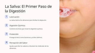 La Saliva: El Primer Paso de
la Digestión
1 Lubricación
La saliva lubrica los alimentos para facilitar la deglución.
2 Digestión Química
Contiene enzimas que inician la digestión química.
3 Protección
Protege la boca contra bacterias y ácidos dañinos.
4 Percepción del Sabor
Ayuda a percibir los sabores al disolver las moléculas de los
alimentos.
 