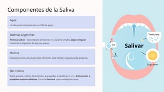 Componentes de la Saliva
Agua
La saliva está compuesta en un 99% de agua.
Enzimas Digestivas
Amilasa salival : Descompone almidones en azúcares simples. Lipasa lingual:
Comienza la digestión de algunas grasas.
Mucina
Sustancia viscosa que lubrica los alimentos para facilitar su paso por la garganta.
Electrolitos
Sodio, potasio, calcio y bicarbonato, que ayudan a equilibrar el pH. - Anticuerpos y
proteínas antimicrobianas: Como la lisozima, que combate bacterias.
 