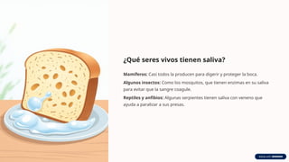 ¿Qué seres vivos tienen saliva?
Mamíferos: Casi todos la producen para digerir y proteger la boca.
Algunos insectos: Como los mosquitos, que tienen enzimas en su saliva
para evitar que la sangre coagule.
Reptiles y anfibios: Algunas serpientes tienen saliva con veneno que
ayuda a paralizar a sus presas.
 