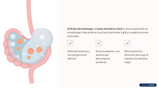 El Ácido del Estómago: el ácido clorhídrico (HCl) es el principal ácido en
el estómago. Este ácido es muy fuerte (pH entre 1 y 2) y cumple funciones
esenciales.
Destruye bacterias y
microorganismos
dañinos.
Activa la pepsina, una
enzima que
descompone
proteínas.
Descompone los
alimentos para que el
intestino los absorba
mejor.
 