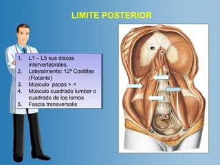 LIMITE POSTERIOR 
1. L1 – L5 sus discos 
1. L1 – L5 sus discos 
intervertebrales, 
intervertebrales, 
2. Lateralmente: 12ª Costillas 
2. Lateralmente: 12ª Costillas 
(Flotante) 
(Flotante) 
3. Músculo psoas > < 
4. Músculo cuadrado lumbar o 
3. Músculo psoas > < 
4. Músculo cuadrado lumbar o 
cuadrado de los lomos 
cuadrado de los lomos 
5. Fascia transversalis 
5. Fascia transversalis 
 