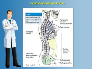 CCAAVVIIDDAADD AABBDDOOMMIINNOO PPEELLVVIICCAA 
 