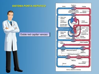 SSIISSTTEEMMAA PPOORRTTAA HHEEPPÁÁTTIICCOO 
DDoobblele r reedd c caappilialarr v veennoossoo 
 